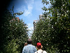 The Chelsea Thicket on The High Line.