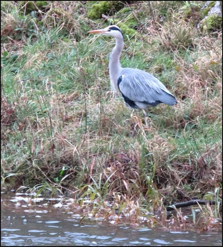 [1107heron5.jpg]
