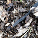 Northern Ringneck Snake
