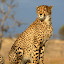 neverblog.net: Now fast, like cheetah.