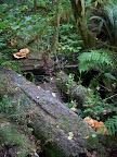california_sequoia