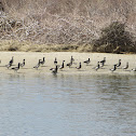 Brant