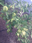 IMG_20111116_084020
