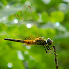 Fulvous Forest Skimer