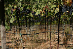 Napa Valley vineyards
