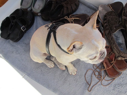 Franny, there are strict rules about shoes on Martha's boat.  Nothing but boat shoes are allowed.