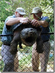 alligator-snapping-turtle alligator-snapping-turtle