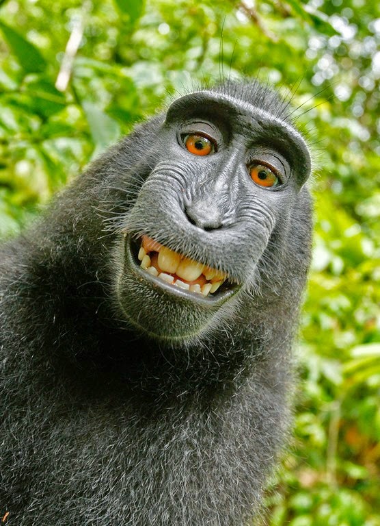 [monkey-selfie%255B5%255D.jpg]