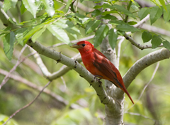 Summer Tanager Quintana