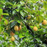 Nutmegs On The Tree - St. George's, Grenada