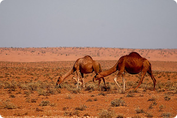 sahara Dromedarioak sahara Dromedarioak