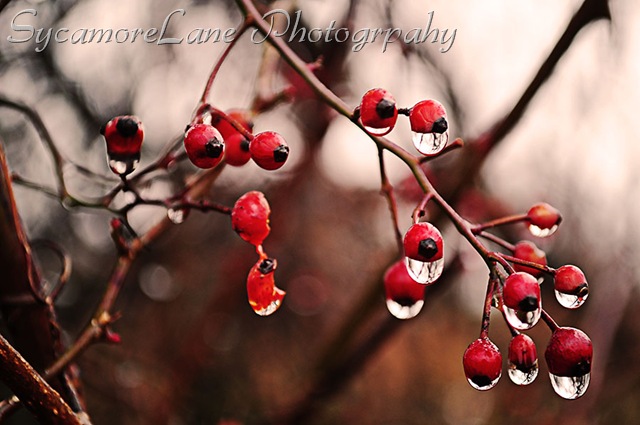 [rosehipsandwaterdroplets10.jpg]