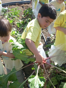 What a great job at picking those vegetables!!