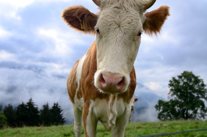 [amycow1%255B2%255D.jpg]