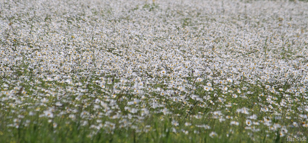 [Daisies%2520swaying%2520in%2520the%2520breeze%255B11%255D.jpg]