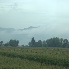 Sonnenblumenfeld im Nebel