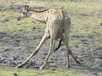 Chobe Nationalpark