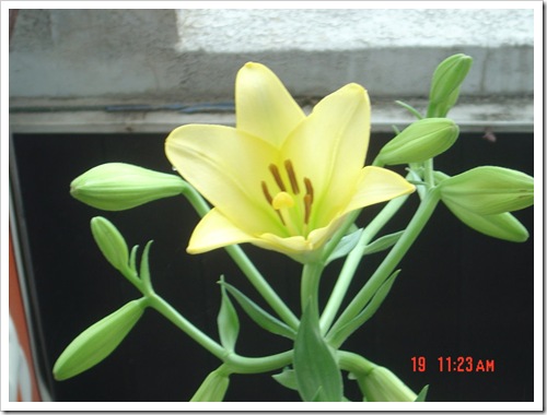 都市傳說百合花10 都市傳說百合花10