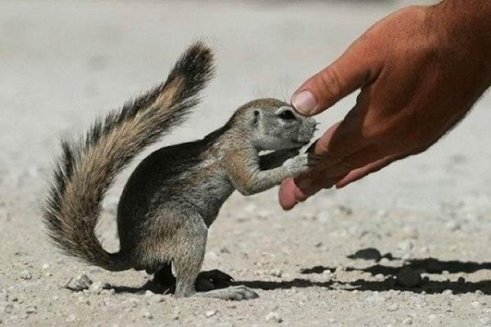 [animals-and-humans_06%255B2%255D.jpg]