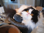 Sitting in the molcajete is more my style, but what's with the grinding stone?  Do you intend to pulverize me or something?