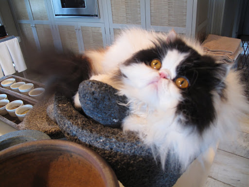 Sitting in the molcajete is more my style, but what's with the grinding stone?  Do you intend to pulverize me or something?
