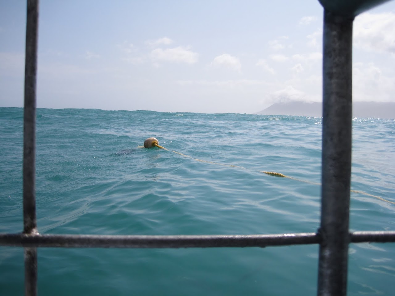 View from shark diving cage