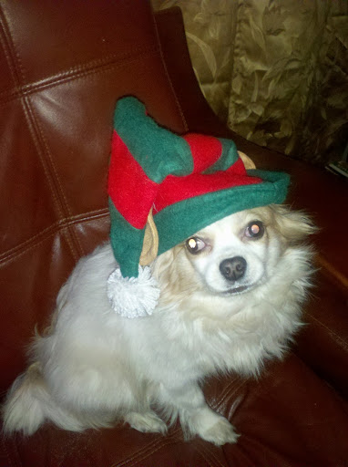 Carrie N. shared this shot of Scooby, the Christmas Elf!