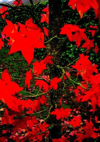 [2011-11-16%2520November%2520Barnsdale17%255B4%255D.jpg]