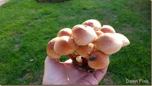 mushrooms_110