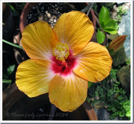 05-05-hibiscus