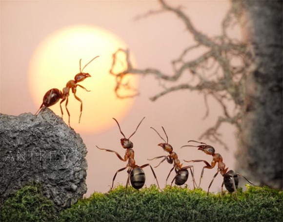 Life-of-Ants-Andrey-Pavlov-08