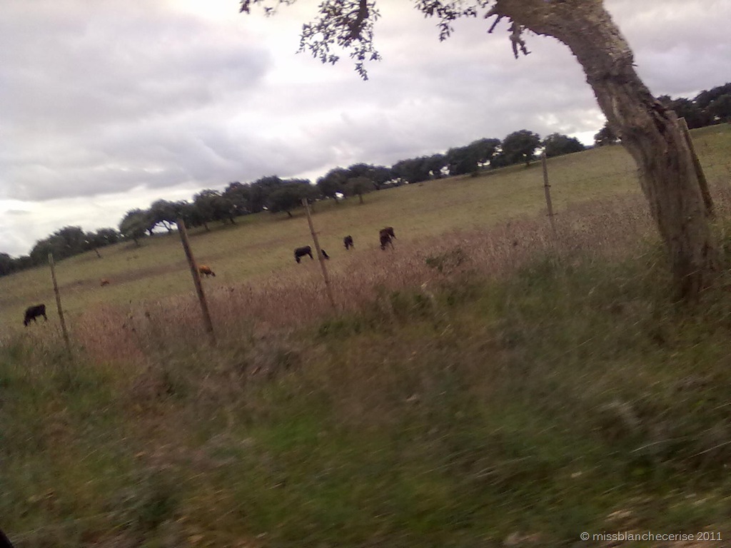 [04122011627%255B3%255D.jpg]