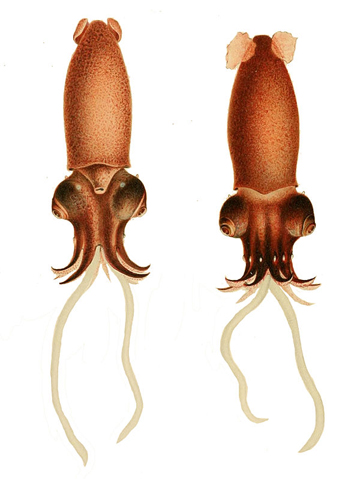 799px-Bathyteuthisabyssicola.jpg