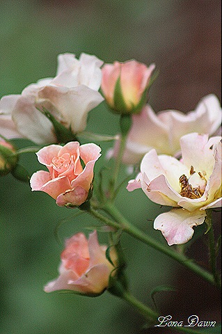 [Bonica_Rose%255B8%255D.jpg]