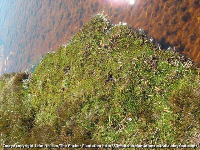 [Drosera%2520arcturi%252C%2520Cradle%2520Mountain%2520N.P.2%255B4%255D.jpg]