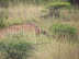 South Africa Day 1 - On Safari