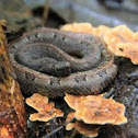 Hognosed viper