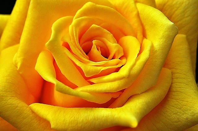 [Rosa-GOLDEN-EMBLEM3.jpg]