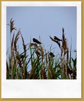 Tree Swallows on Phragmites D7K_2479 August 06, 2011 NIKON D7000