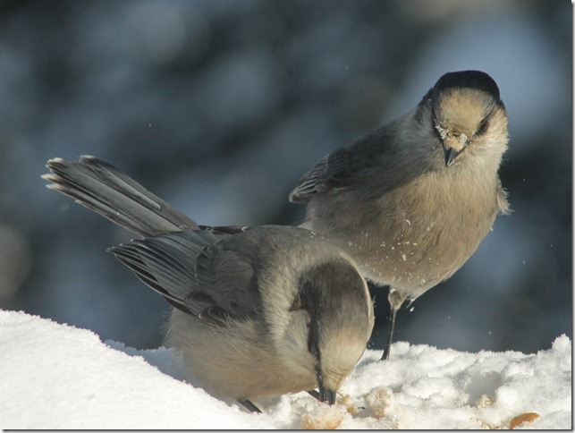 photoshare GotAnyForMe Tok AK katy99780