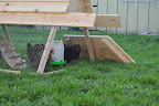  Chicken Gallery
