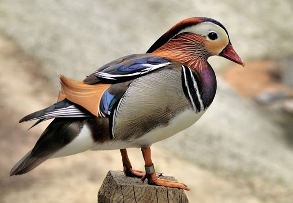 most-colorful-duck-6