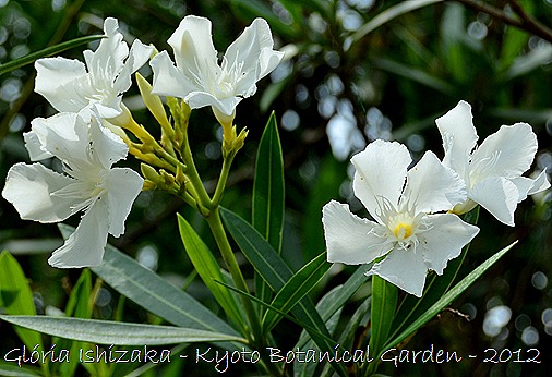 Glória Ishizaka -   Kyoto Botanical Garden 2012 - 34