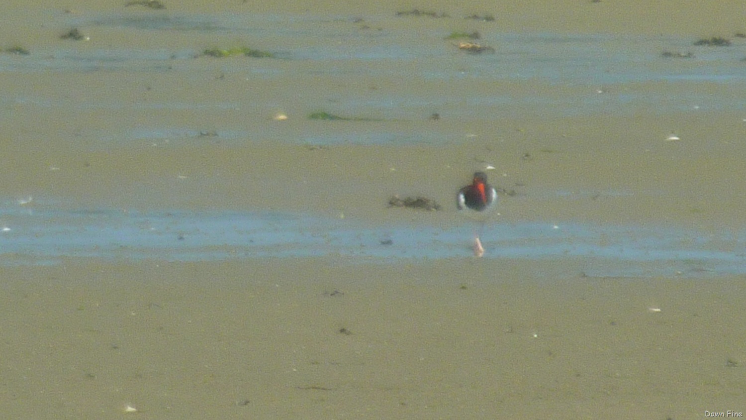 [Steamers%2520for%2520dinner_004%255B3%255D.jpg]