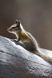 Chipmunk - Yosemite National Park, California
