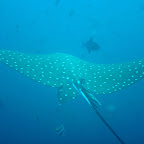 Eagle ray
