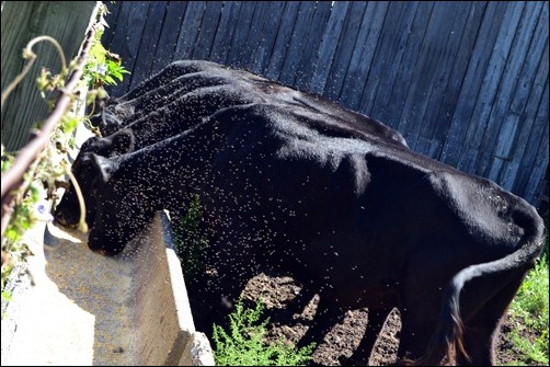 flies on their heads