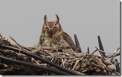 Owl 2 close up