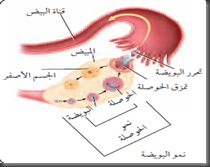 نمو البويضه