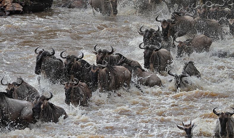mara-river-crossing-5 mara-river-crossing-5